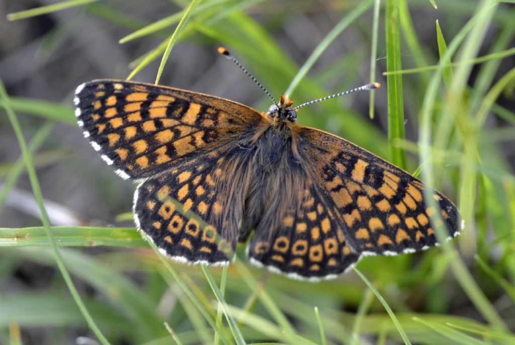 Melitaea cinxia?